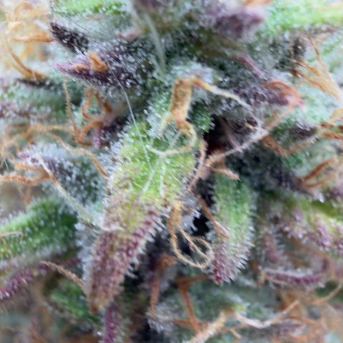 Scrogbomb #1 growlog timeline photo