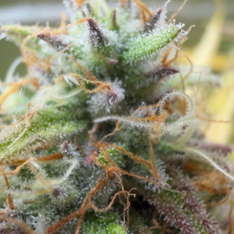 Scrogbomb #1 growlog timeline photo
