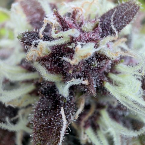 Scrogbomb #1 growlog timeline photo