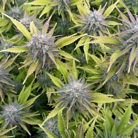 Scrogbomb #1 growlog timeline photo