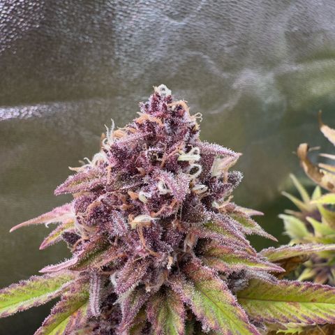 Scrogbomb #1 growlog timeline photo