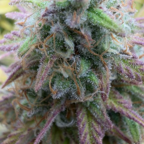 Scrogbomb #1 growlog timeline photo