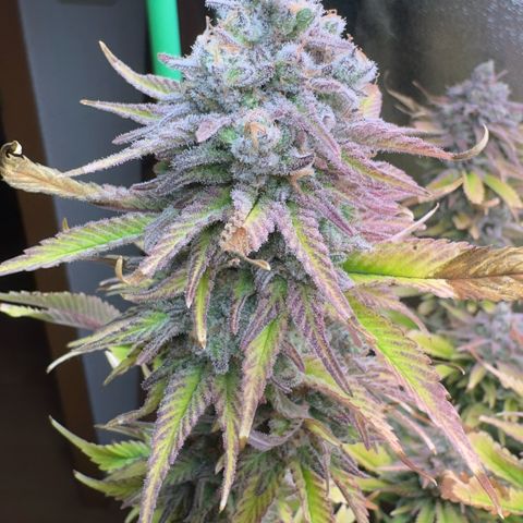 Scrogbomb #1 growlog timeline photo