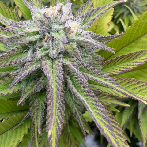 Scrogbomb #1 growlog timeline photo