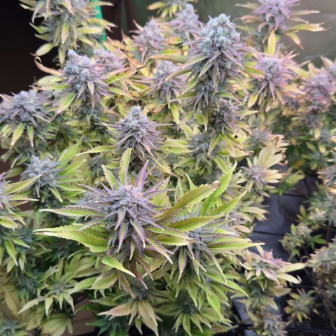 Scrogbomb #1 growlog timeline photo