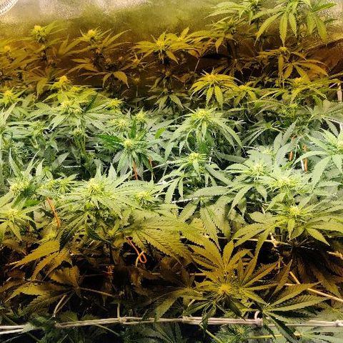 Ssd #1 growlog timeline photo