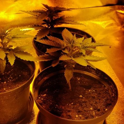 Ssd #1 growlog timeline photo