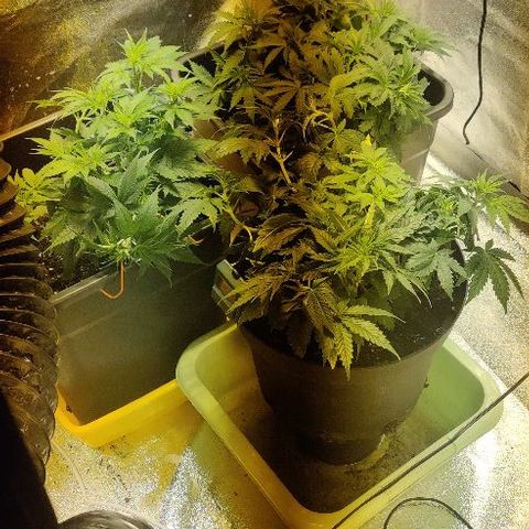 Ssd #1 growlog timeline photo