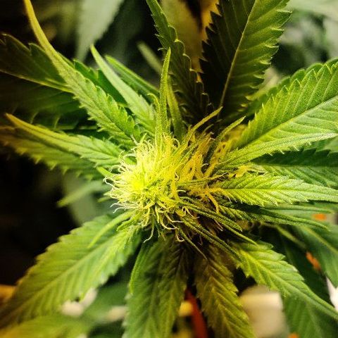Ssd #1 growlog timeline photo