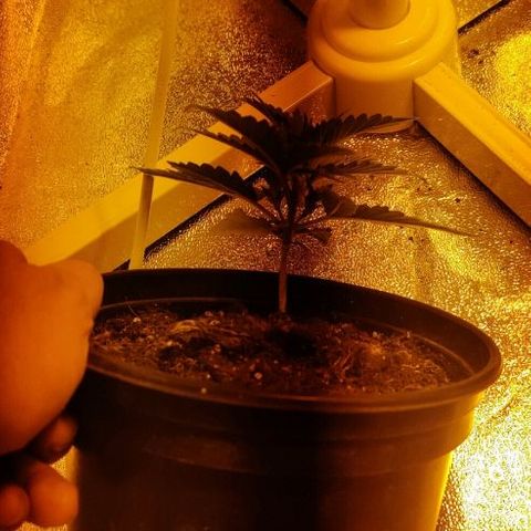 Ssd #1 growlog timeline photo