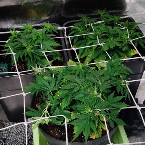 Ssd #1 growlog timeline photo