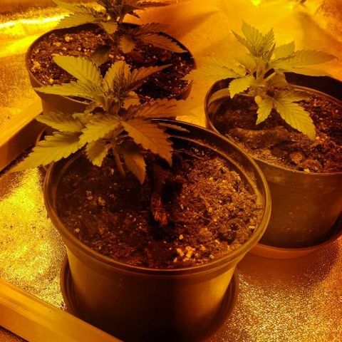 Ssd #1 growlog timeline photo