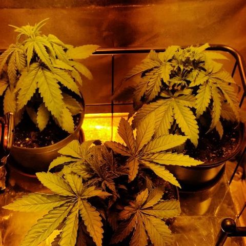 Ssd #1 growlog timeline photo