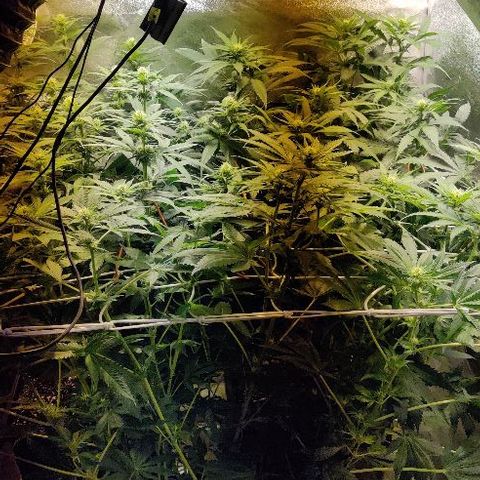 Ssd #1 growlog timeline photo