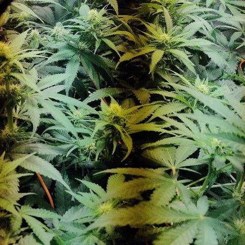 Ssd #1 growlog timeline photo