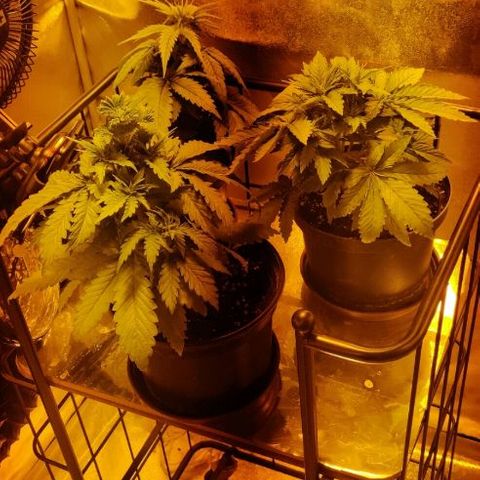 Ssd #1 growlog timeline photo
