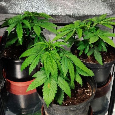 Ssd #1 growlog timeline photo