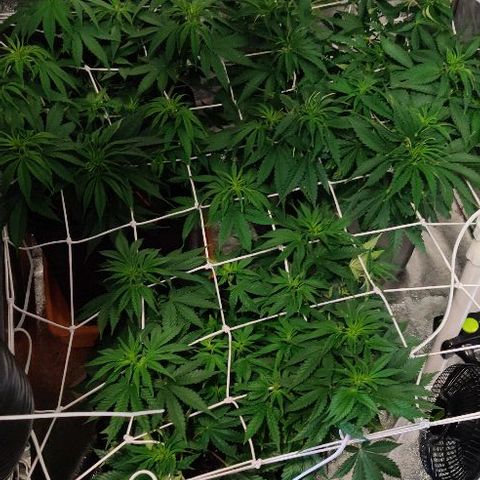 Ssd #1 growlog timeline photo