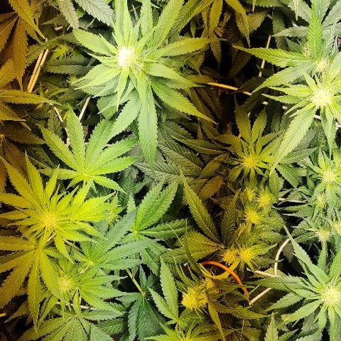 Ssd #1 growlog timeline photo