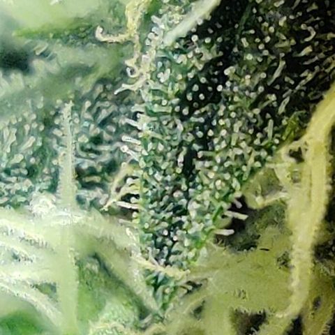 Ssd #1 growlog timeline photo