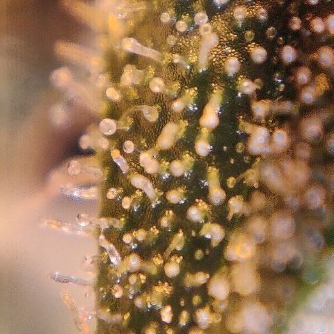 Ssd #1 growlog timeline photo