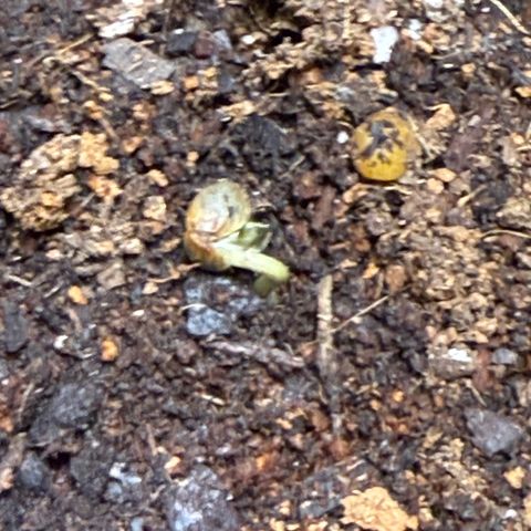 Epsilon F1 growlog photo: Starting to sprout