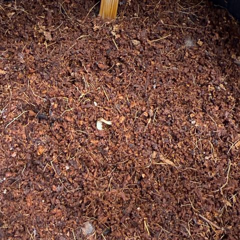 Skywalker OG #1 growlog photo: Starting to sprout