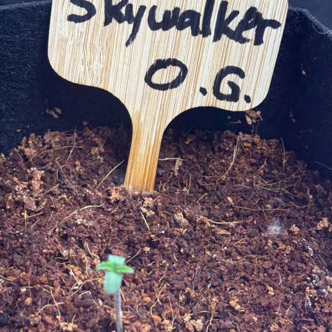 Skywalker OG #1 growlog photo: Sprouted.