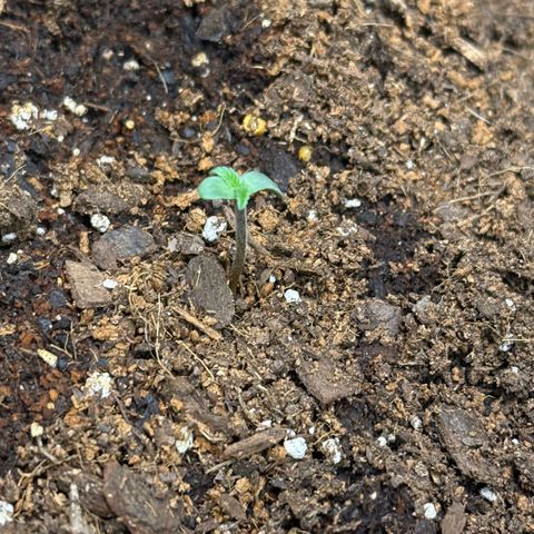 Epsilon F1-#2 growlog photo: #2 and 3