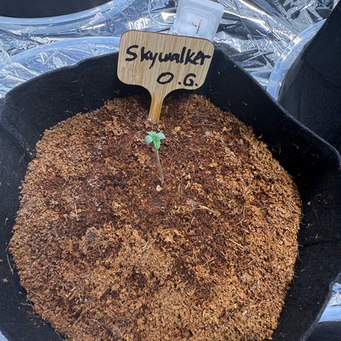 Skywalker OG #1 growlog timeline photo