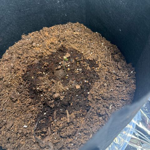 Epsilon F1 growlog timeline photo