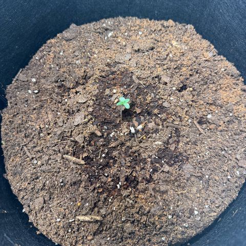 Epsilon F1-#2 growlog timeline photo