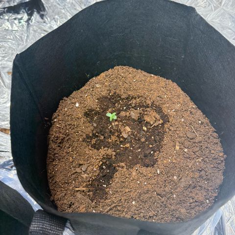 Epsilon F1-#2 growlog timeline photo