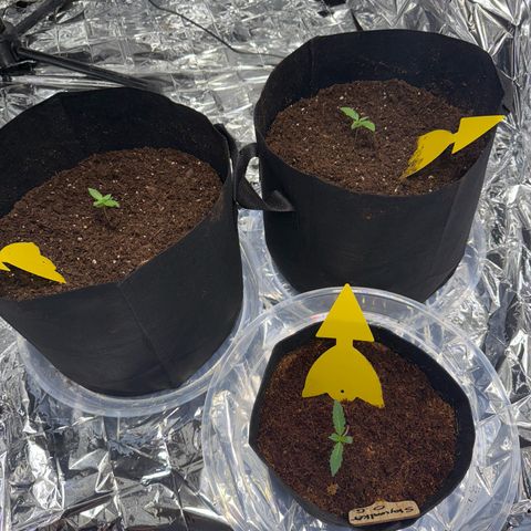 Epsilon F1 growlog timeline photo