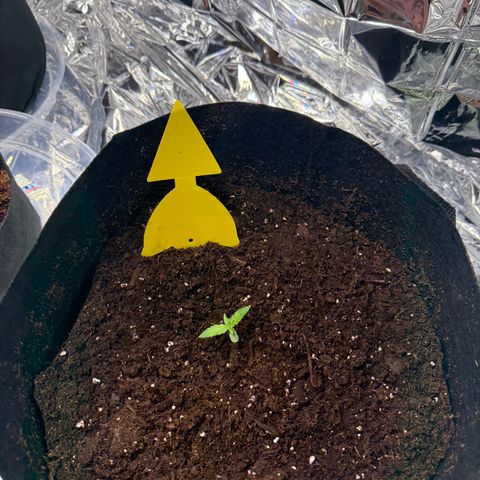 Epsilon F1-#2 growlog timeline photo