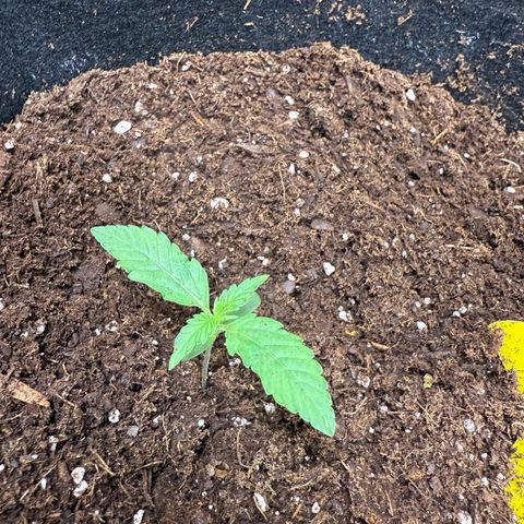 Epsilon F1-#2 growlog timeline photo