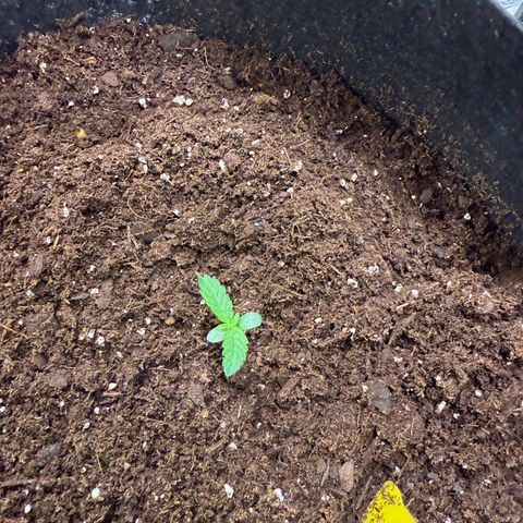 Epsilon F1-#2 growlog timeline photo