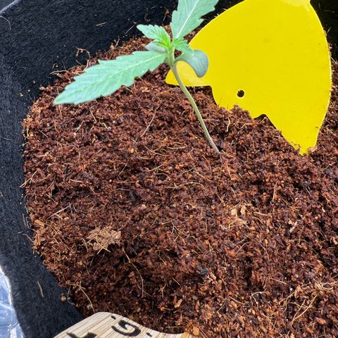 Skywalker OG #1 growlog timeline photo