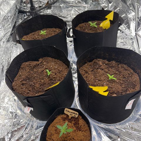 Epsilon F1 growlog timeline photo
