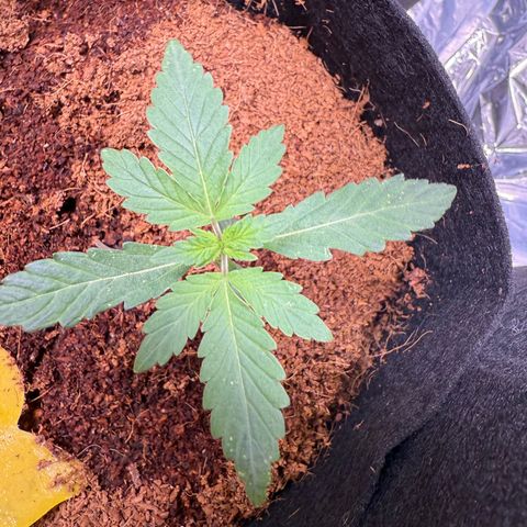 Skywalker OG #1 growlog timeline photo