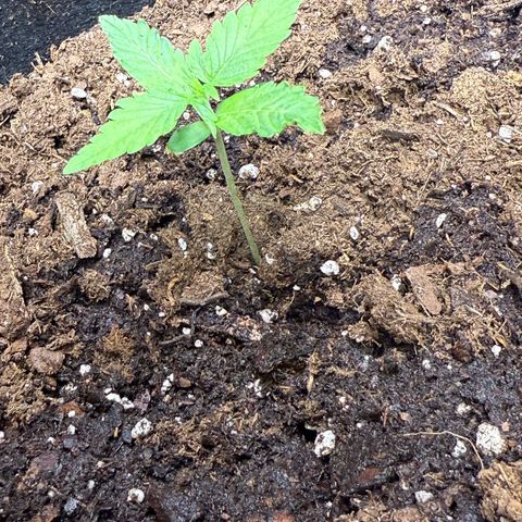 Epsilon F1 growlog timeline photo