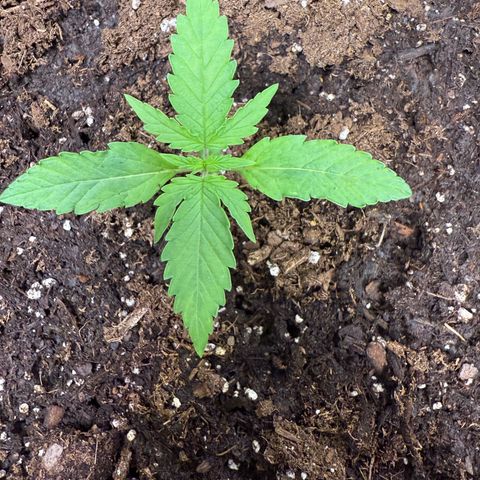 Epsilon F1-#2 growlog timeline photo