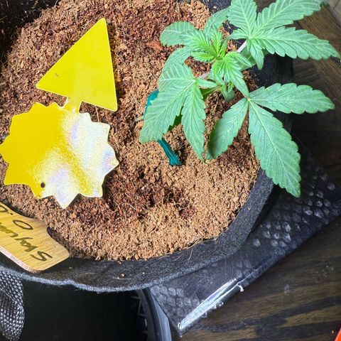 Skywalker OG #1 growlog timeline photo