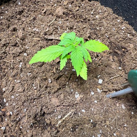 Epsilon F1 growlog timeline photo