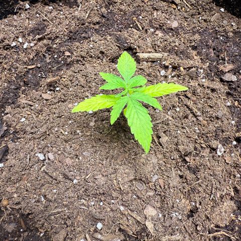 Epsilon F1-#2 growlog timeline photo