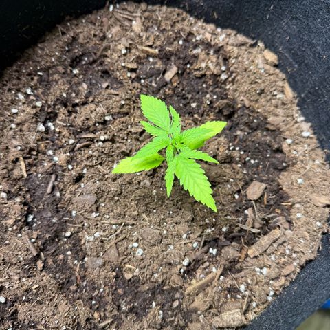 Epsilon F1-#2 growlog timeline photo