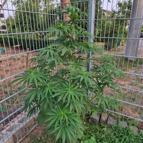 Fruit Spirit growlog photo: Polverizzato sale di Epsom fogliare