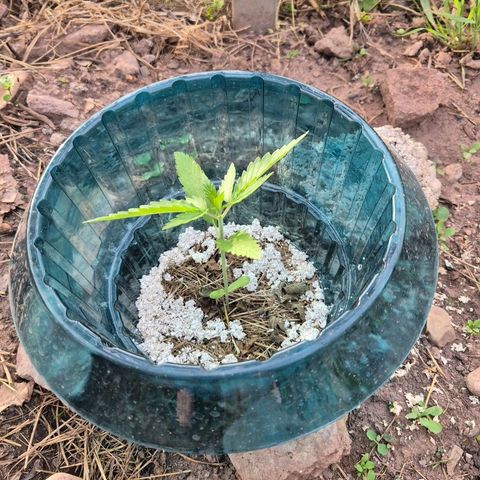 Fruit Spirit growlog timeline photo