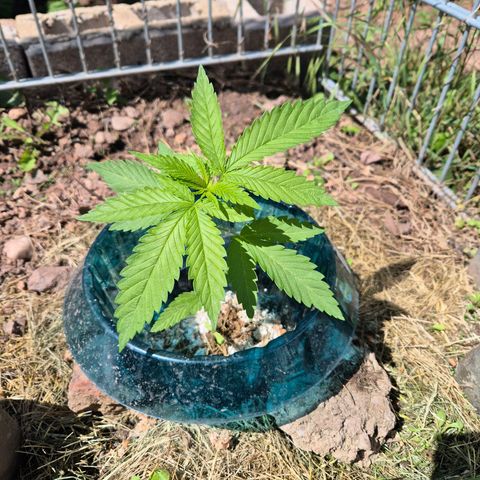Fruit Spirit growlog timeline photo