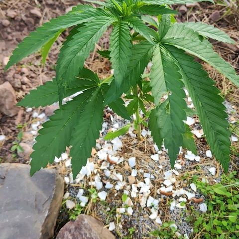 Fruit Spirit growlog timeline photo